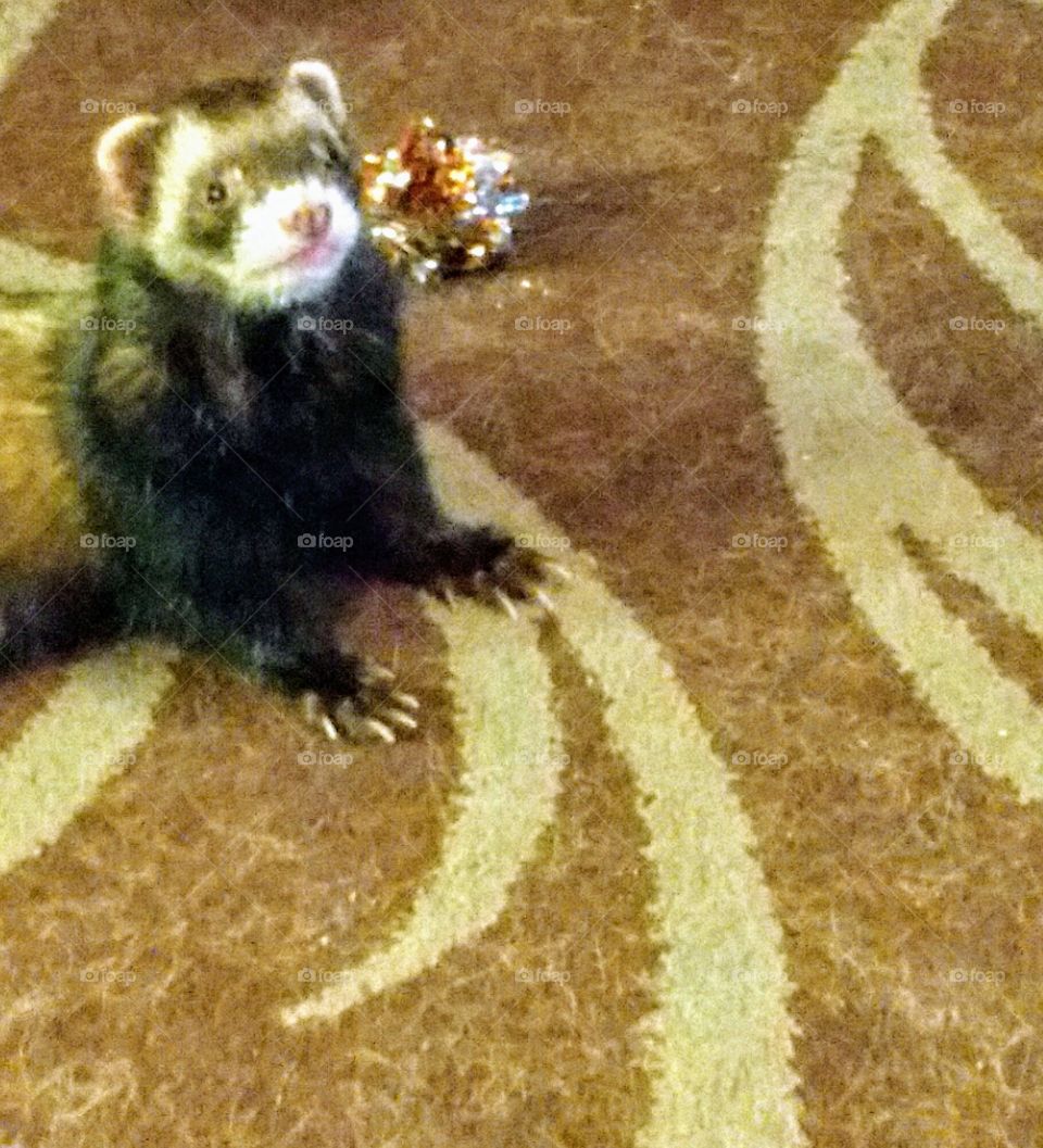 Friendly Ferret wants to play