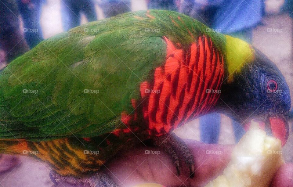 Gorgeous medium sized parrot-like bird eating apple pulp from my hand