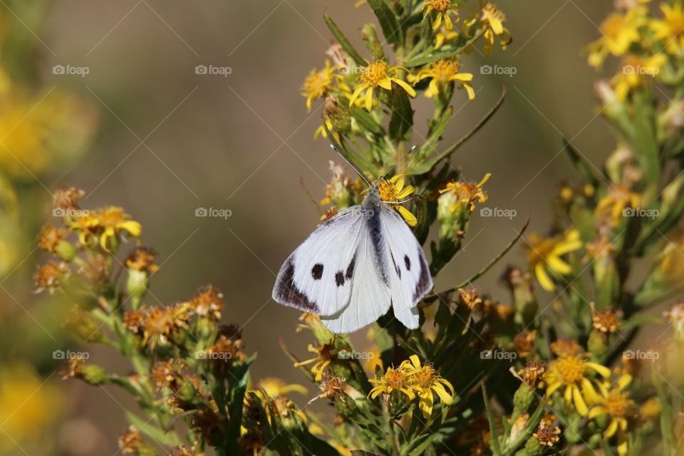 butterfly