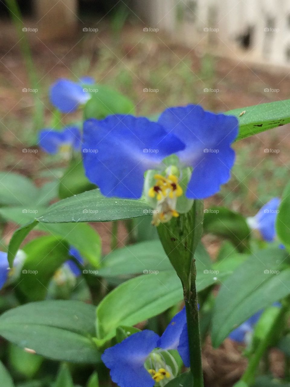 Pretty bluish purple flower