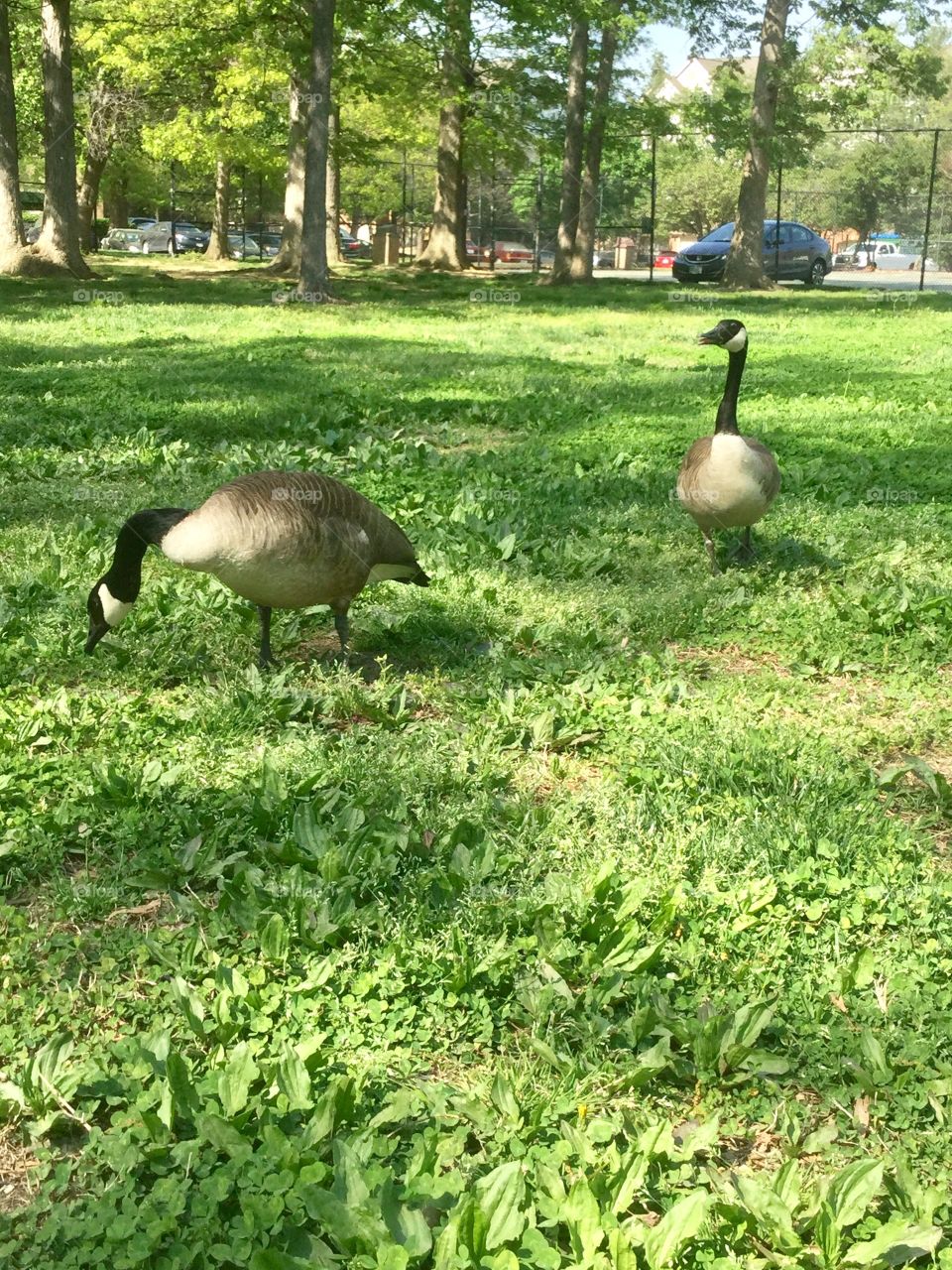 Beautiful nature and geese’s  