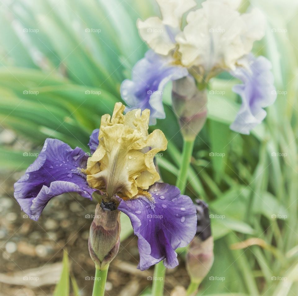 Irises