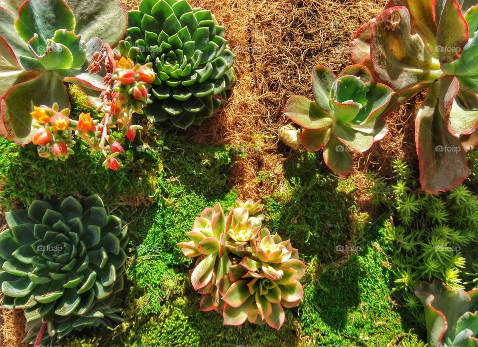 Succulent Wall Installation