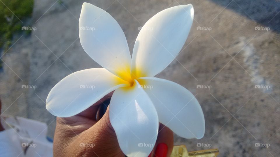 flor perfumada do verão brasileiro