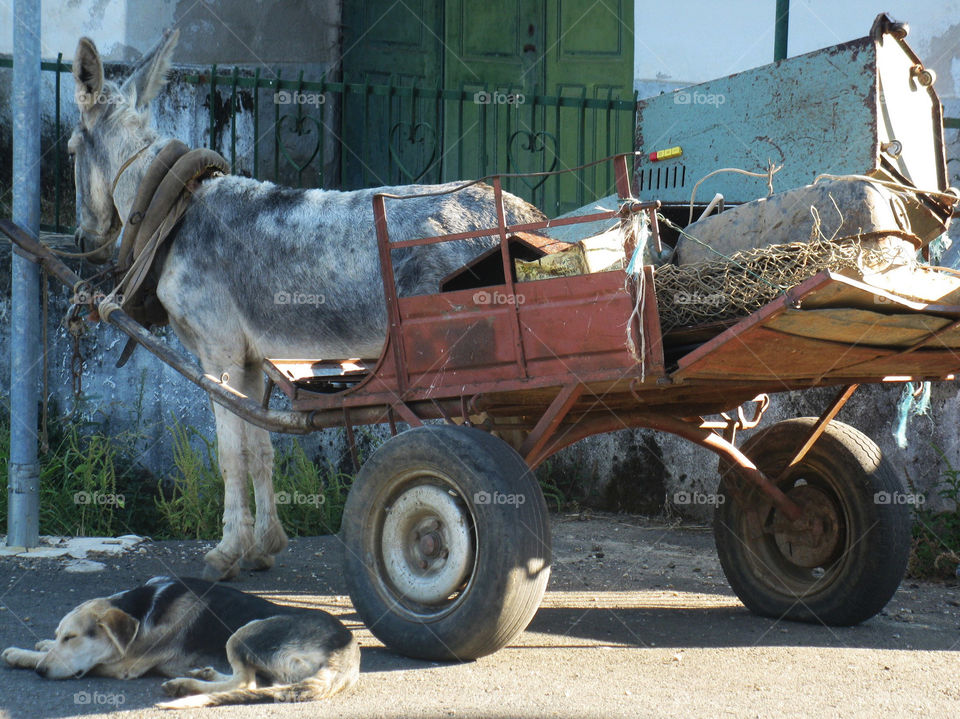 Dog and Donkey in Portugal