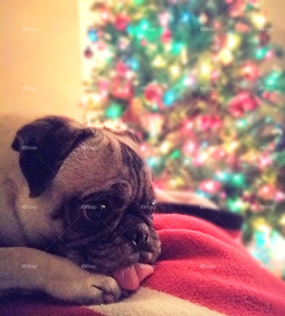 Pug laying down by the Christmas tree