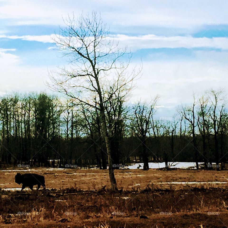 A brown buffalo roaming the open fields of Elk Island Park in Alberta, Canada, on a cold blustery winter's day.