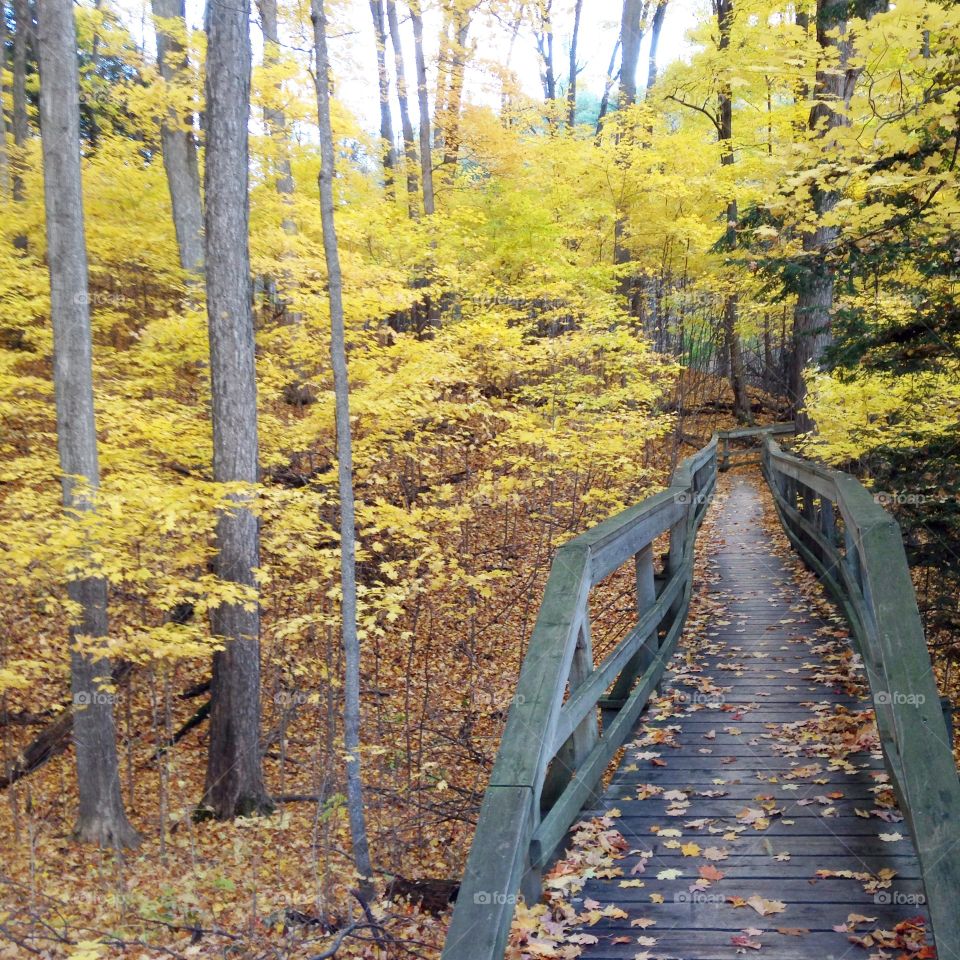 Bridge path in the forest during fall 