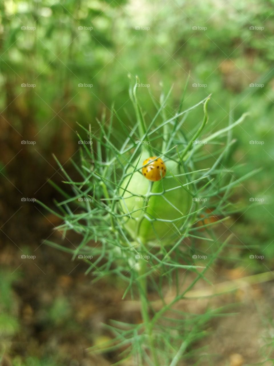 The beauty in nature