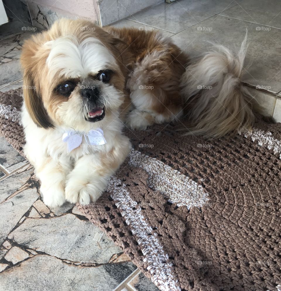 Hora do descanso. Nossa cachorrinha Pepita se “desmanchou” na área fresquinha de casa!