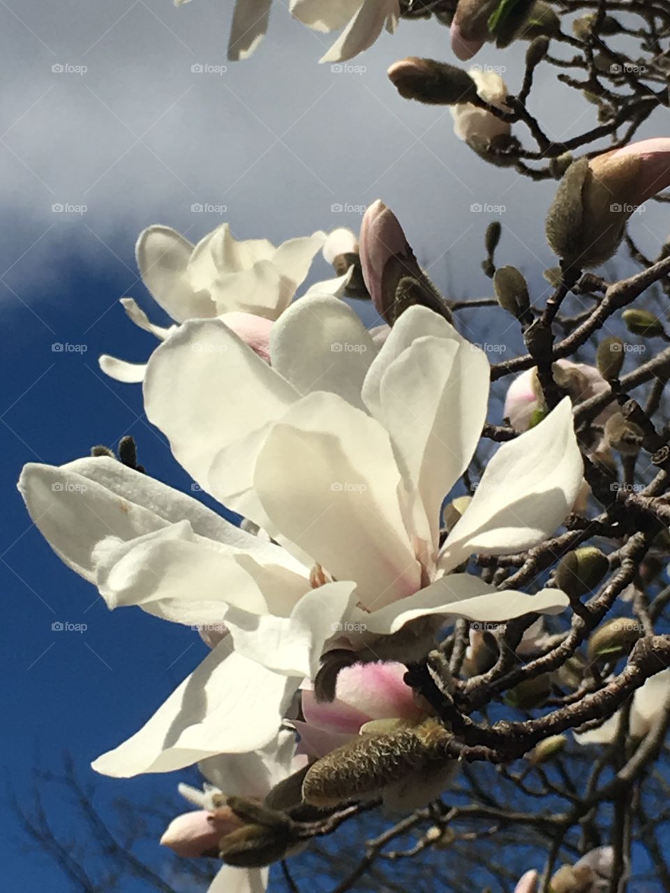 Star Magnolias in April