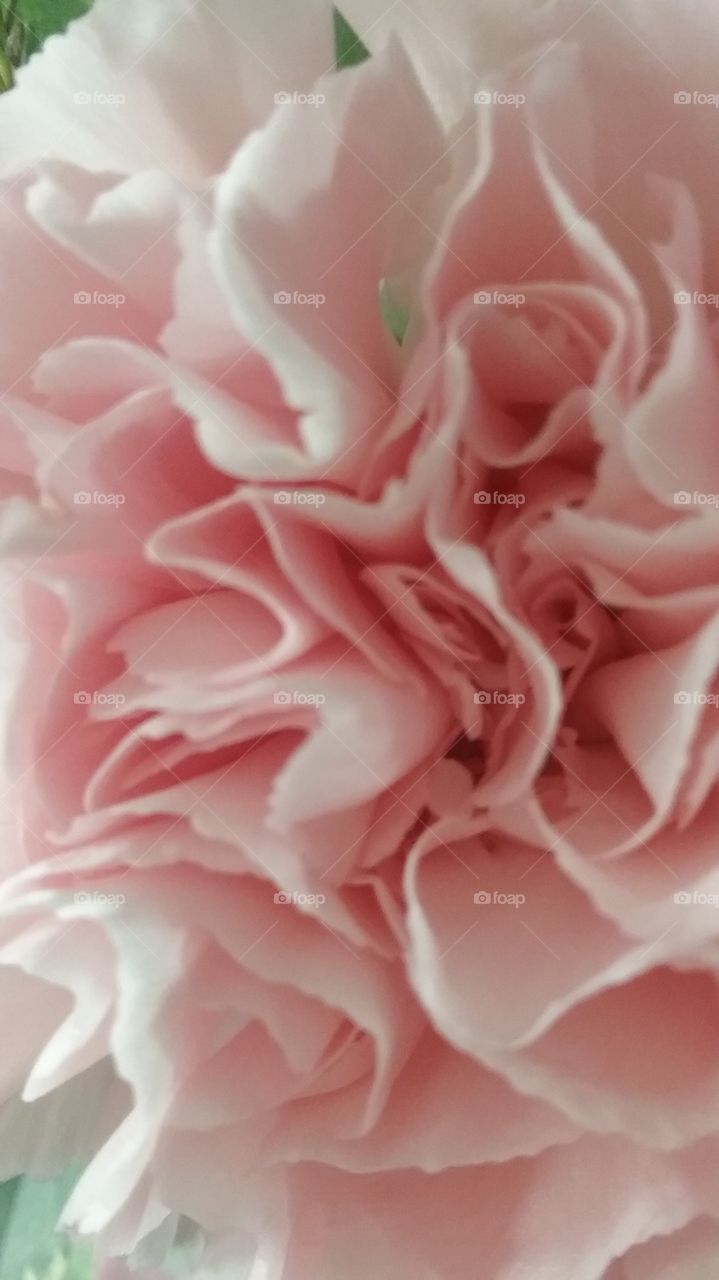 Carnation Macro