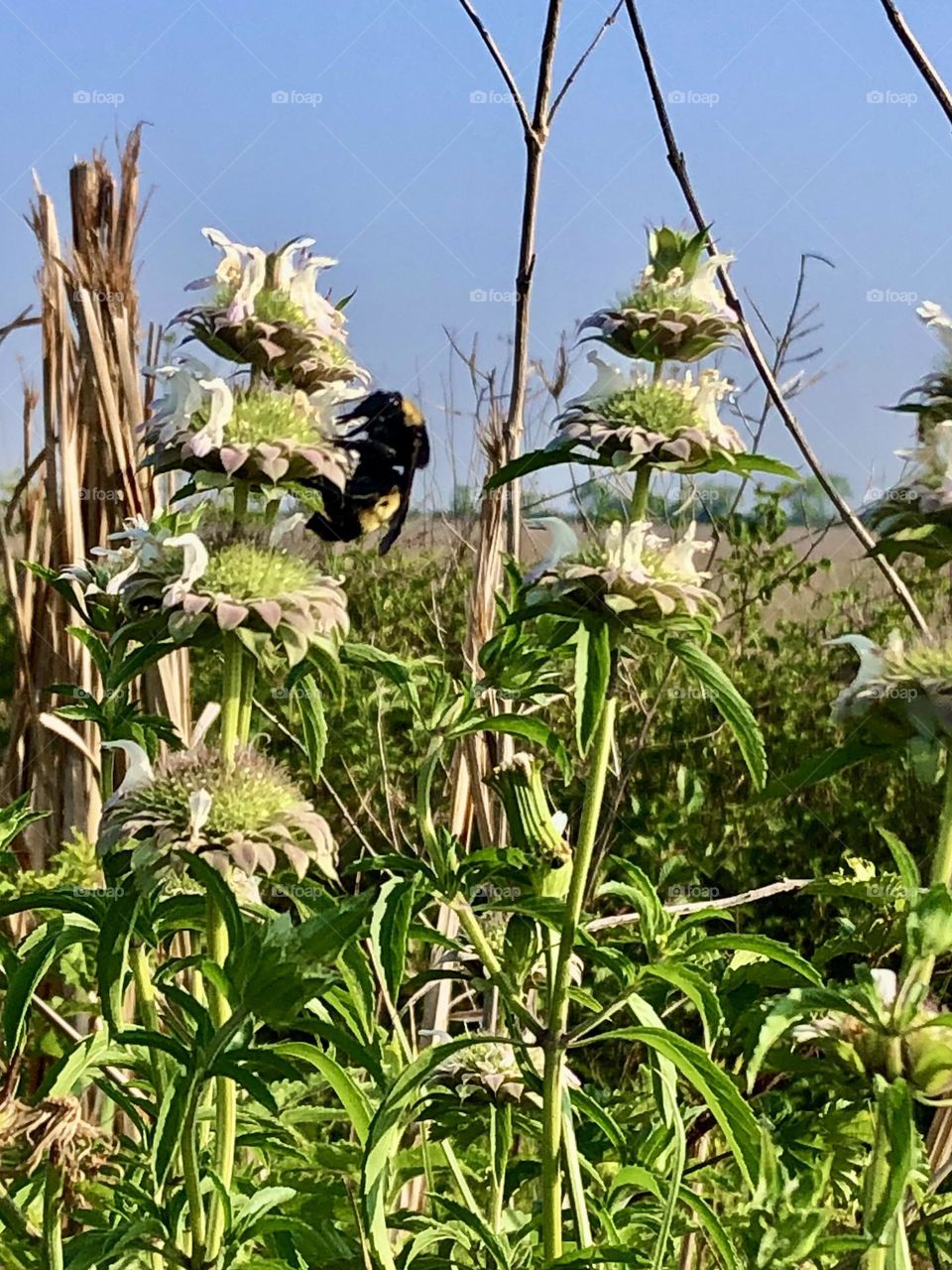 Caught this bumble bee feasting on the tall weeds with flowers - happy to get his photo 👍🏻