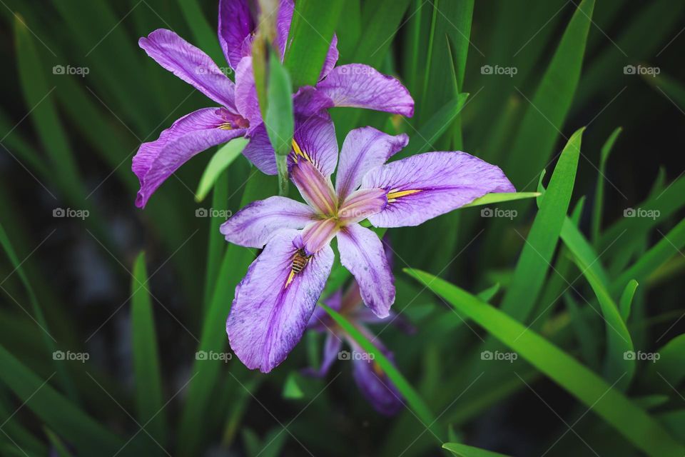 鸢尾花