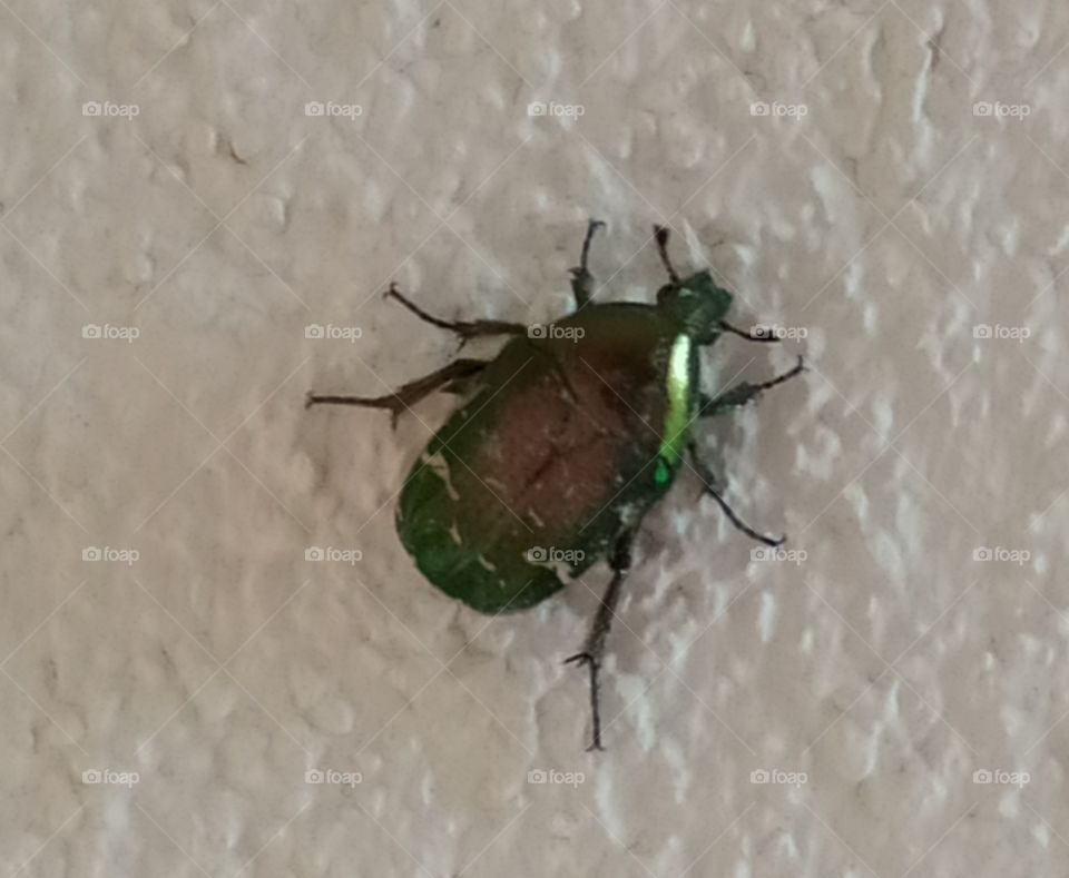Käfer auf der Wand