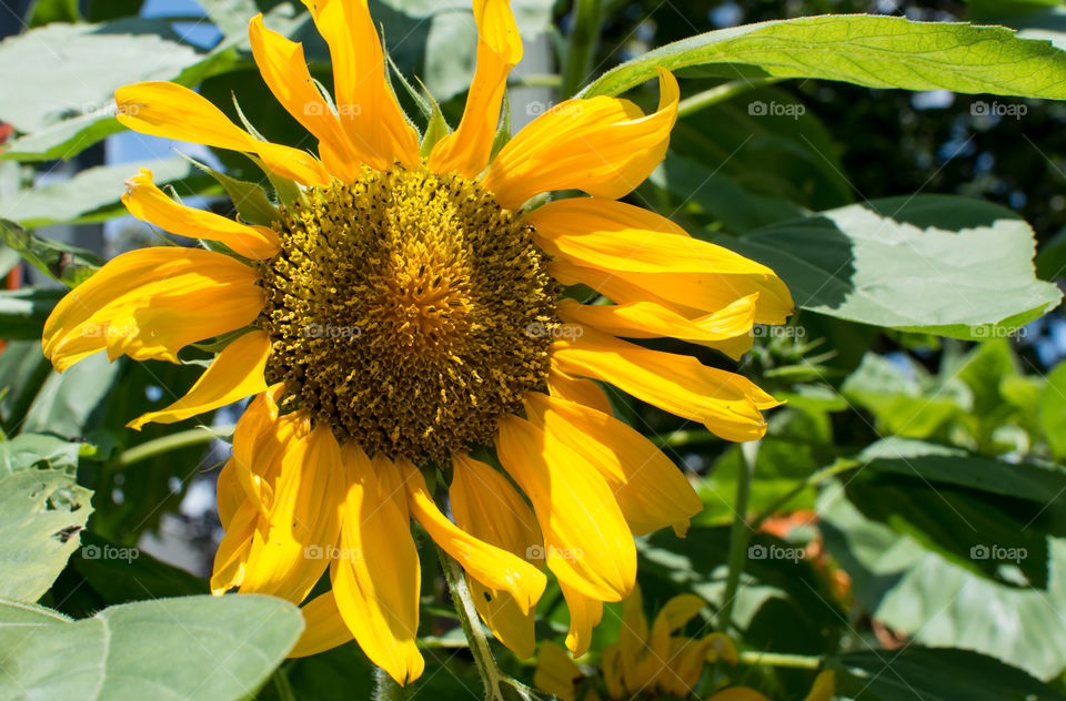 Beautiful bright sunflower in bloom full frame flower head positive energy , sustainable gardening and conceptual healthy lifestyle photography 