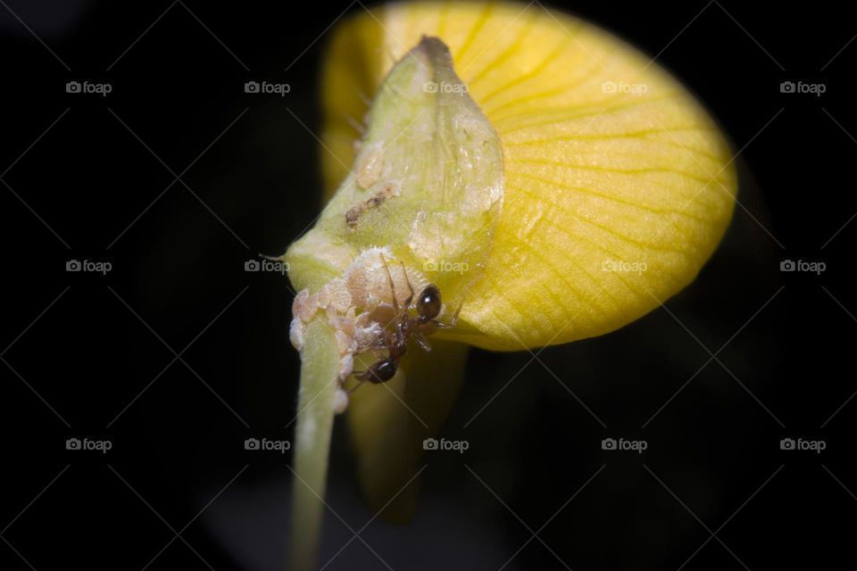 An ant on a yellow flower is feeding  its aphids