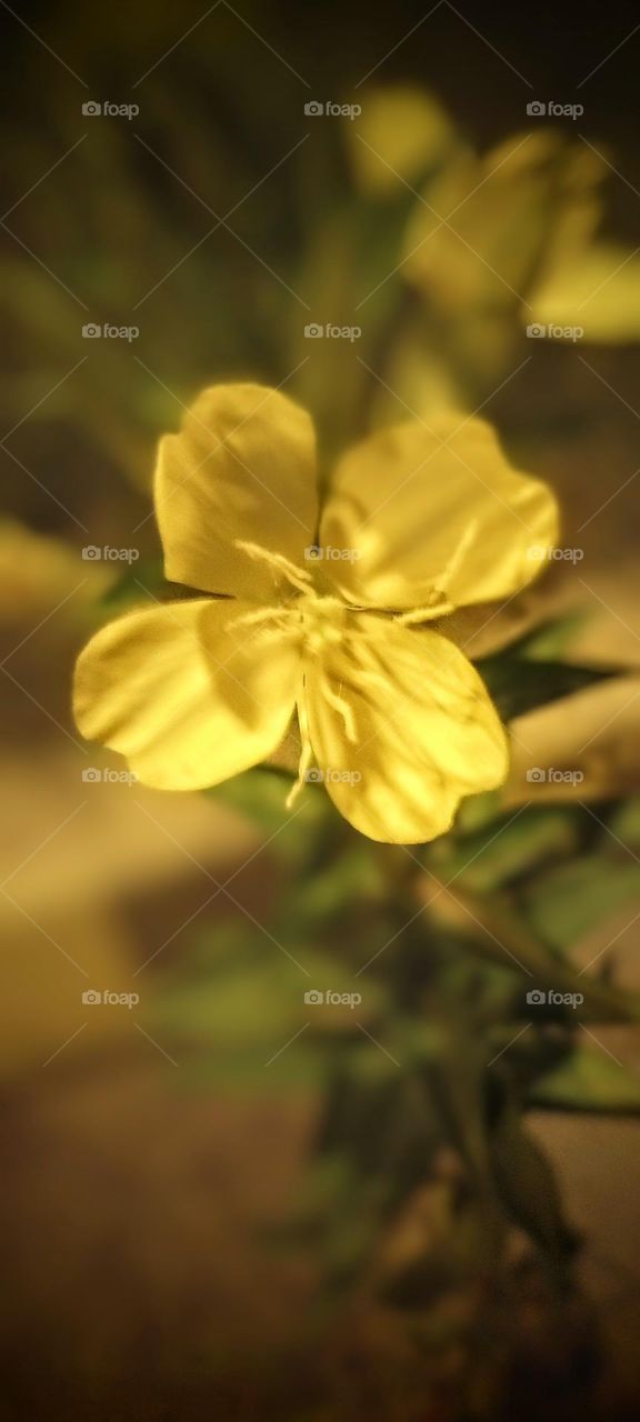 Yellow Bloom Closeup