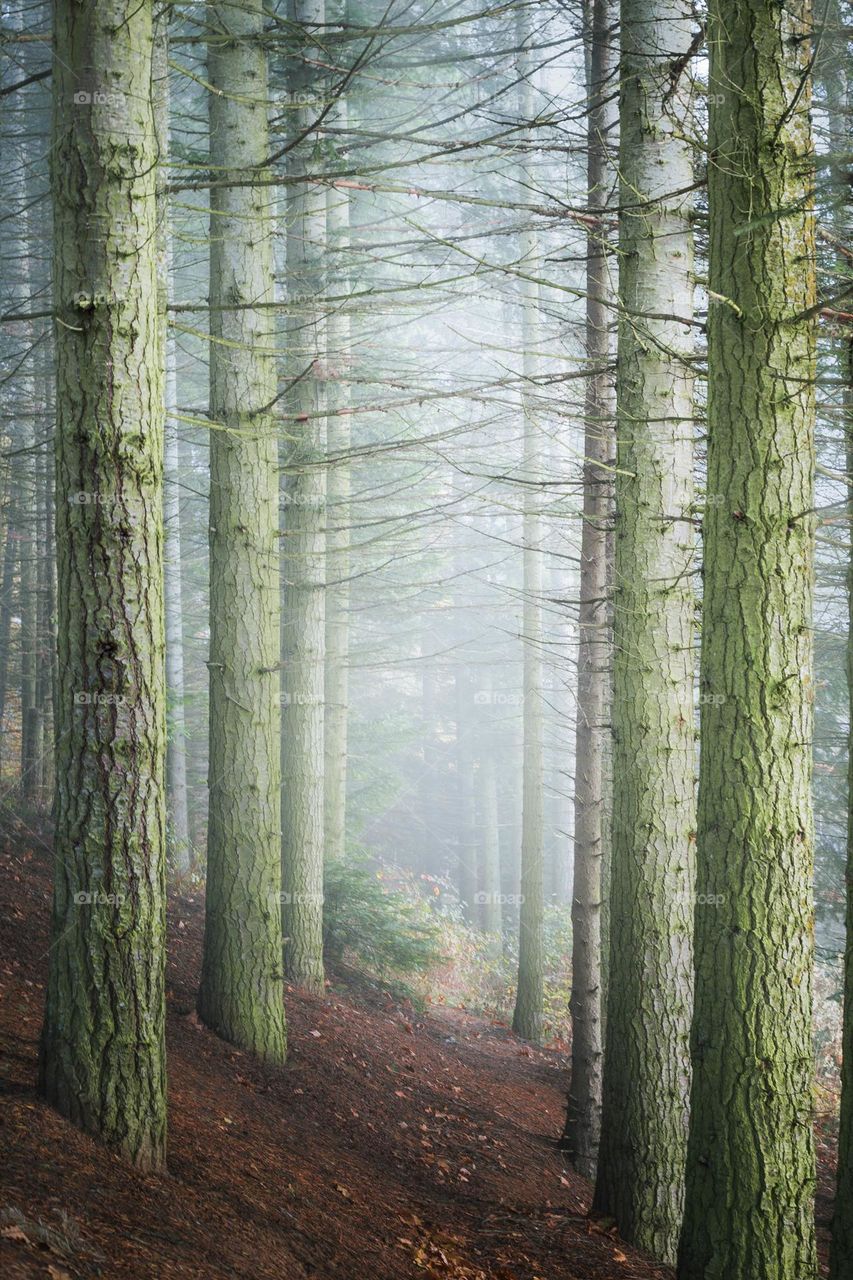 Footpath through pine trees on foggy morning .