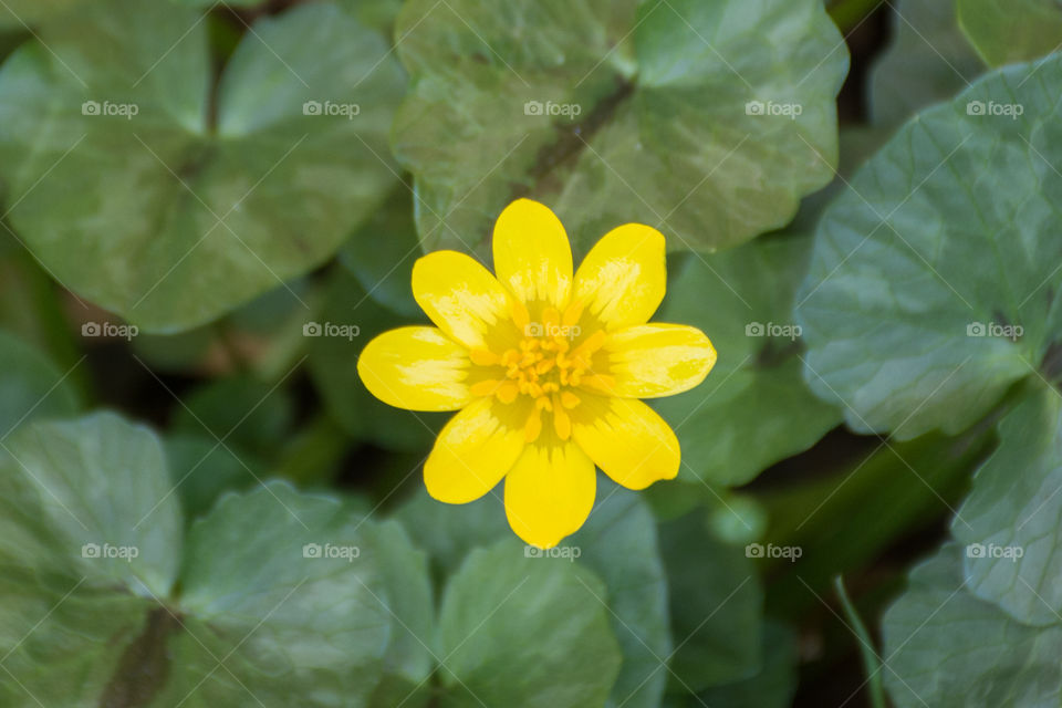 yellow wildflower