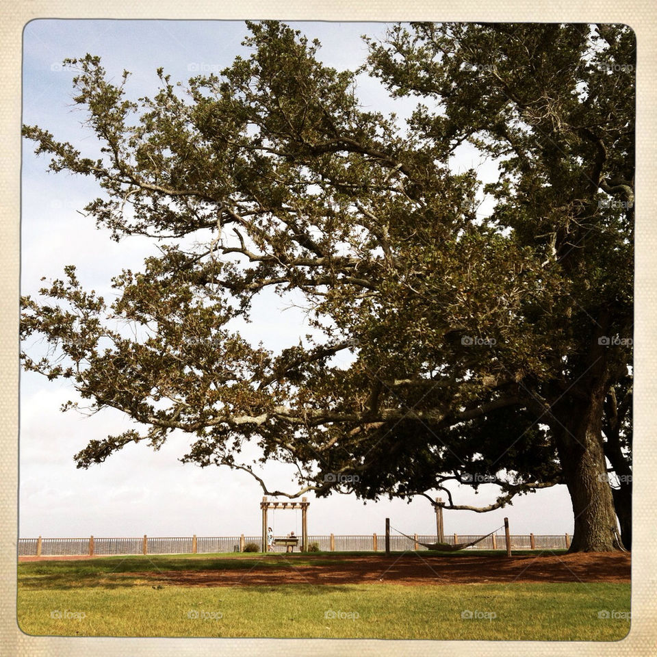Old tree by the bay at The Grand Hotel in Fairhope Alabama.