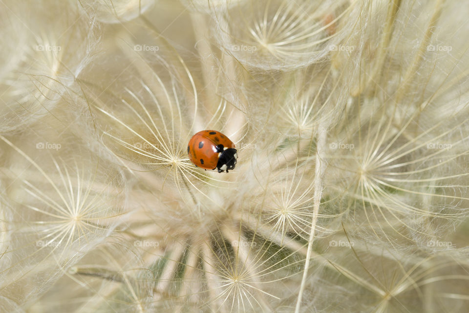Ladybug and dandelion. Macro shot, selective focus with copy space. 
tenderness and care concept