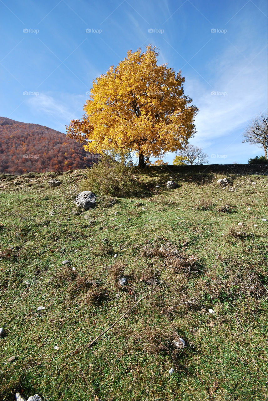 tree fall beech by albertobaldelli