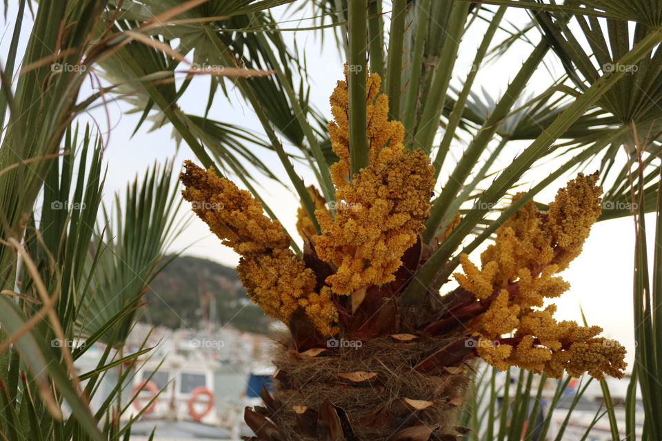 flor de la  palmera