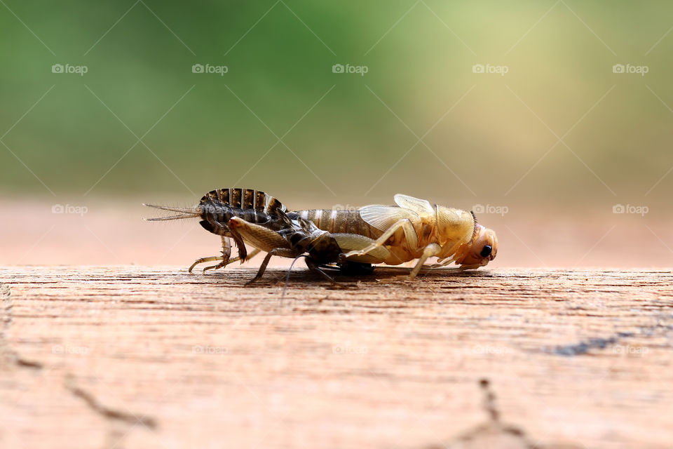 Cricket shedding exoskeleton