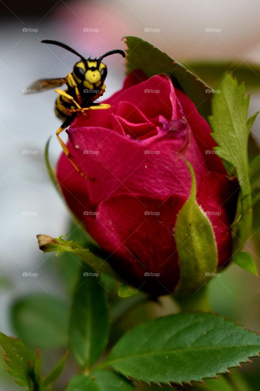 beautiful flower garden