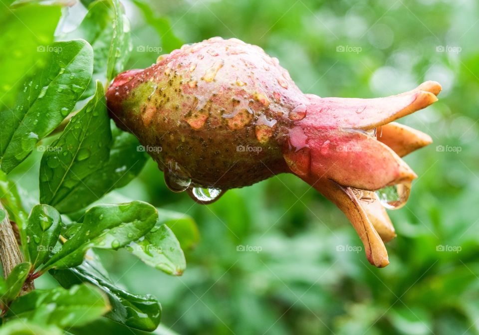Raindrops on a pomegranate 