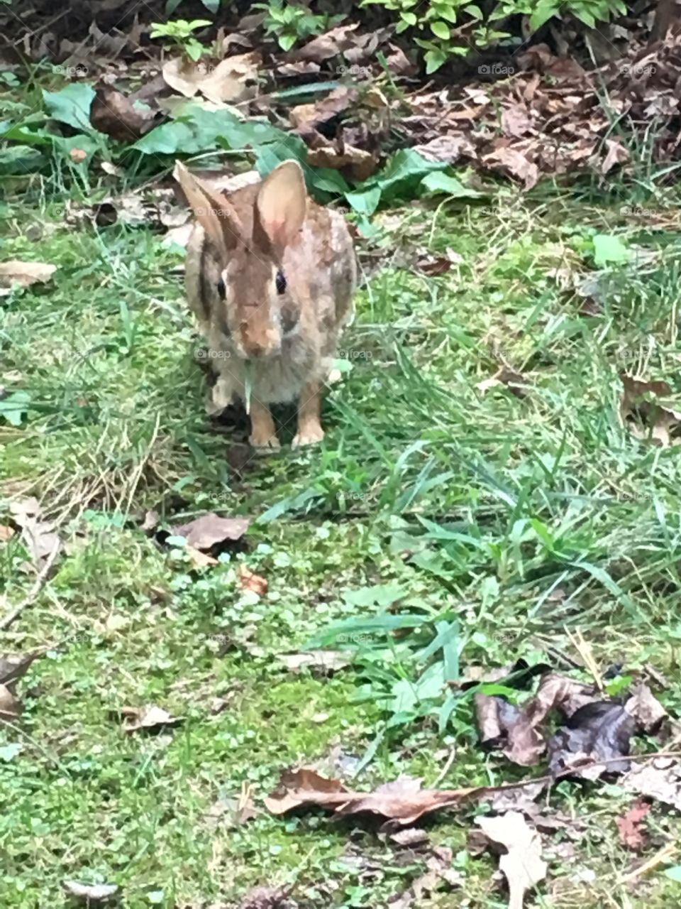 Cottontail rabbit