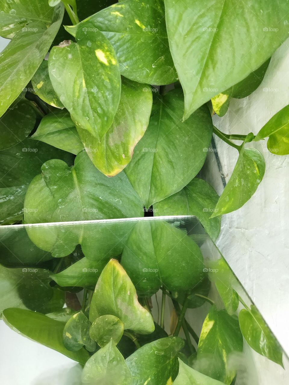 plant reflection in mirror