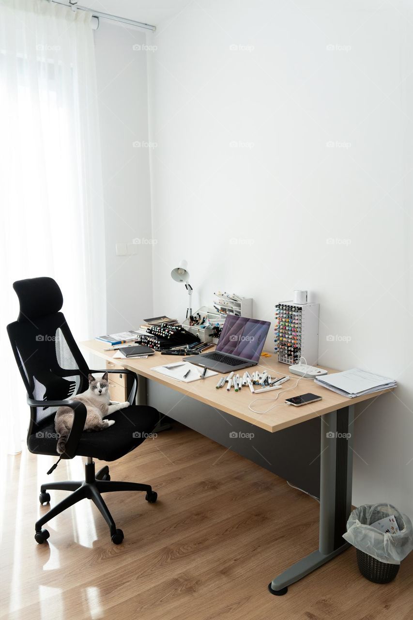 A cat laying on an office chair. Remote work. Working place for an artist