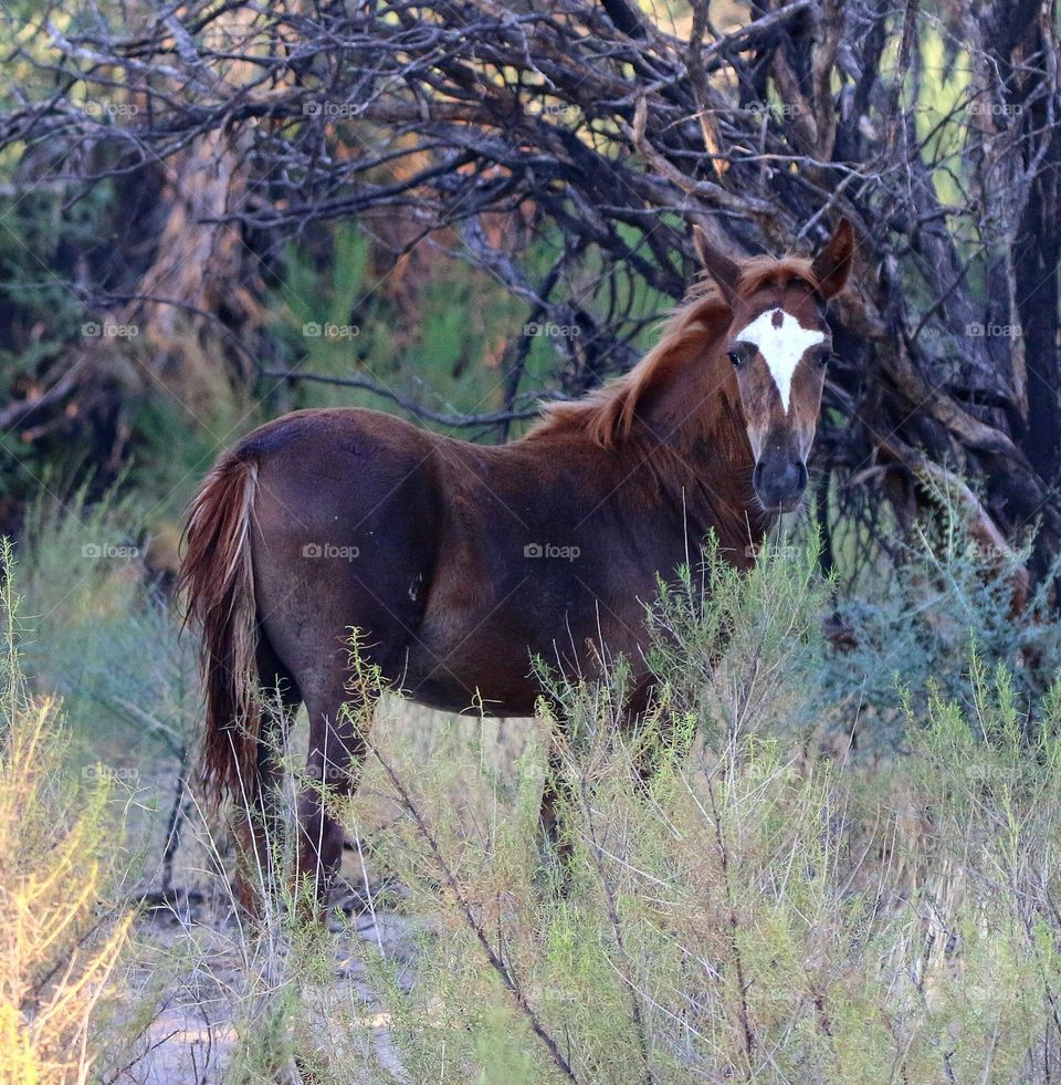 Wild Colt in the Forest