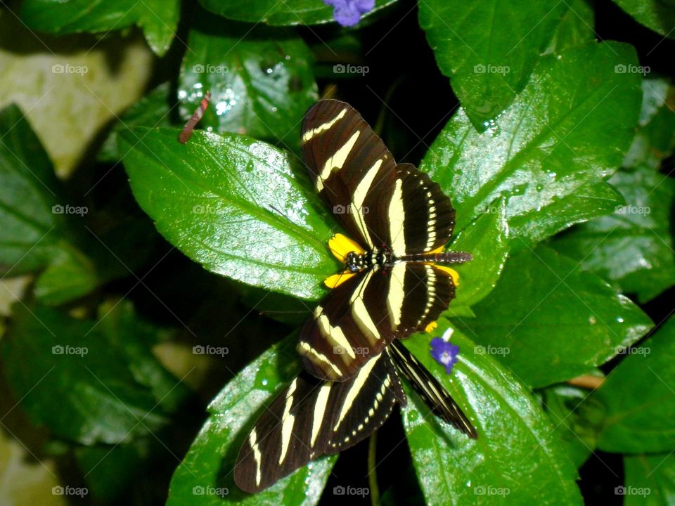 Pareja de mariposas sobre flor amarilla