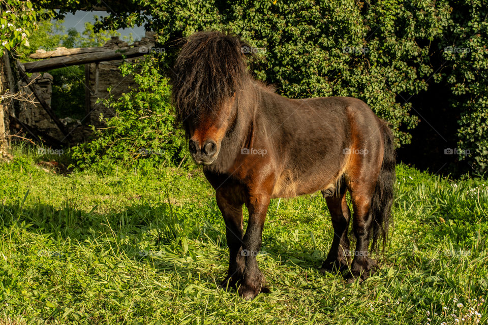 Little pony horse staying over grass in a sunny day