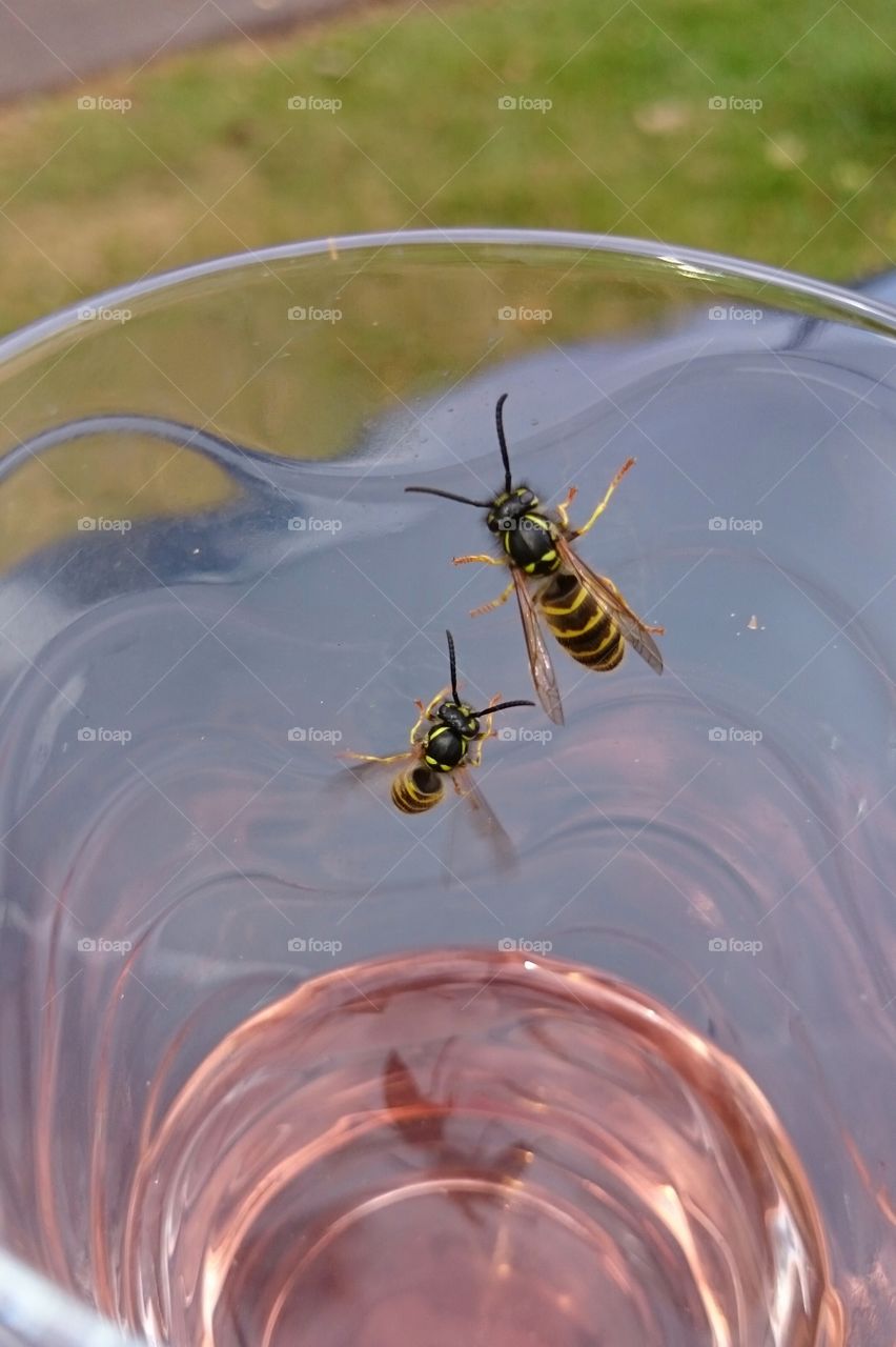 Bees in a glass of lemonade