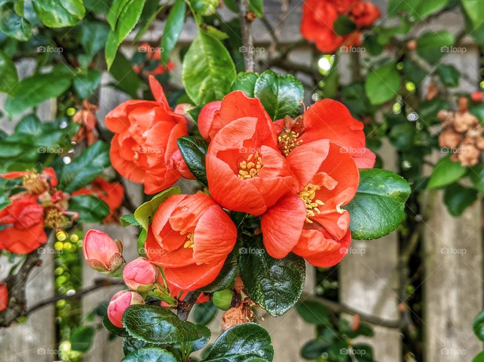Beautiful bold orange quince flower shrub hanging by the fence in the neighborhood.