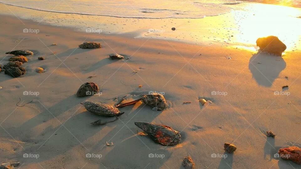 seashells on beach