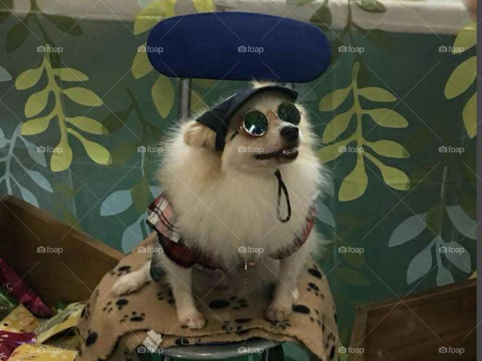 my glasses on the dog