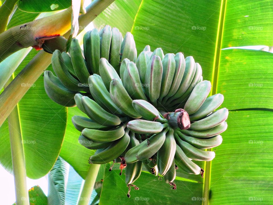 Banana Tropical Fruit