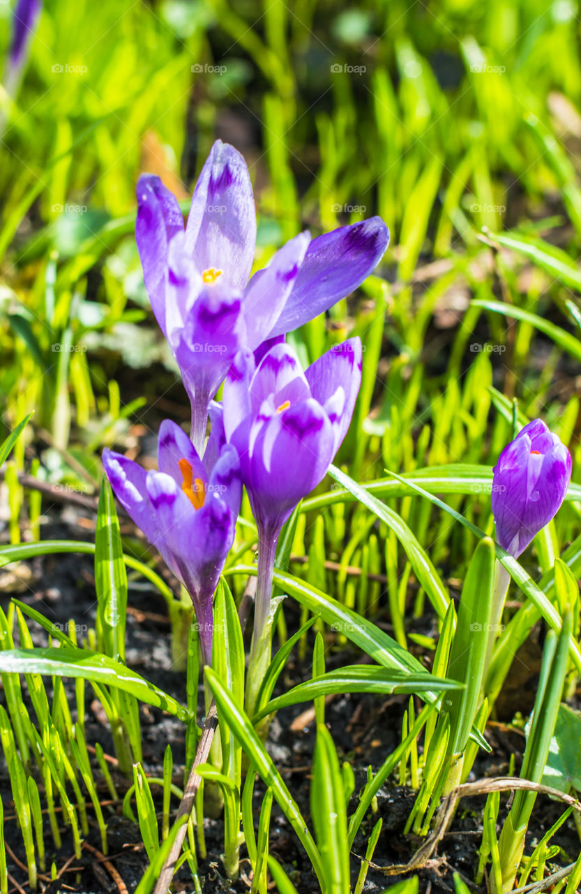 Spring flowers - crocuses