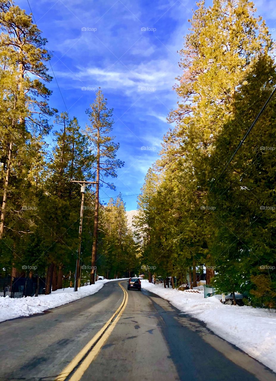 The road to idyllwild. Laden with snow and flanked with tall trees. 