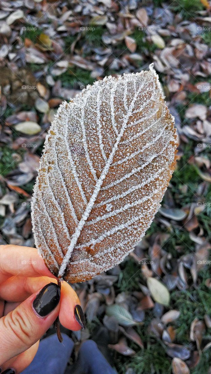 Foliage