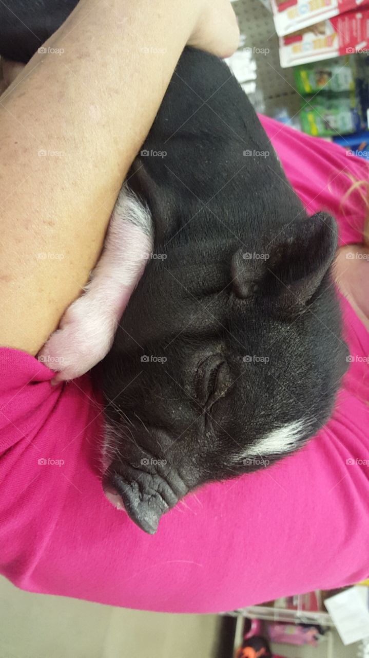 sleepy Pig