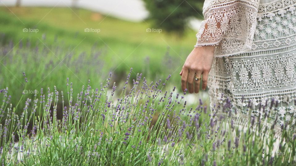 Lavender field 