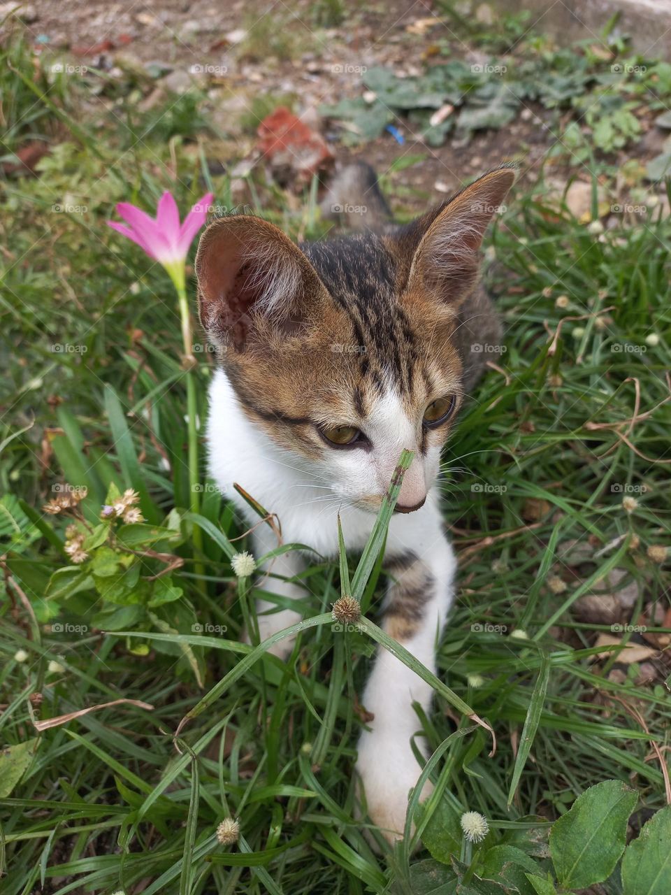 Cute kitten playing in the grass