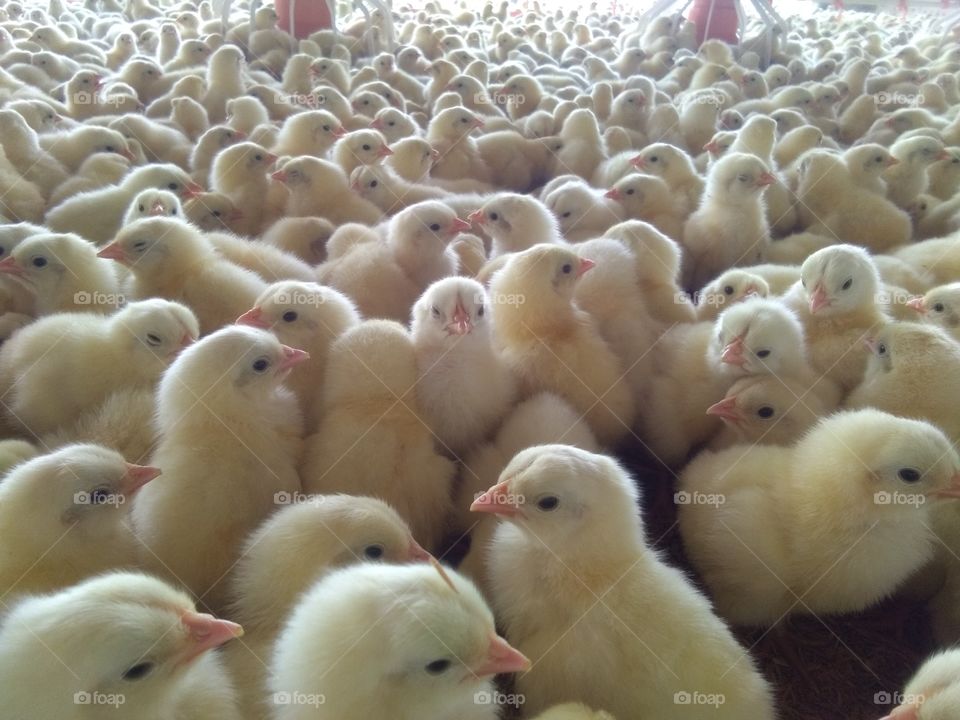 commercial layer Chicks