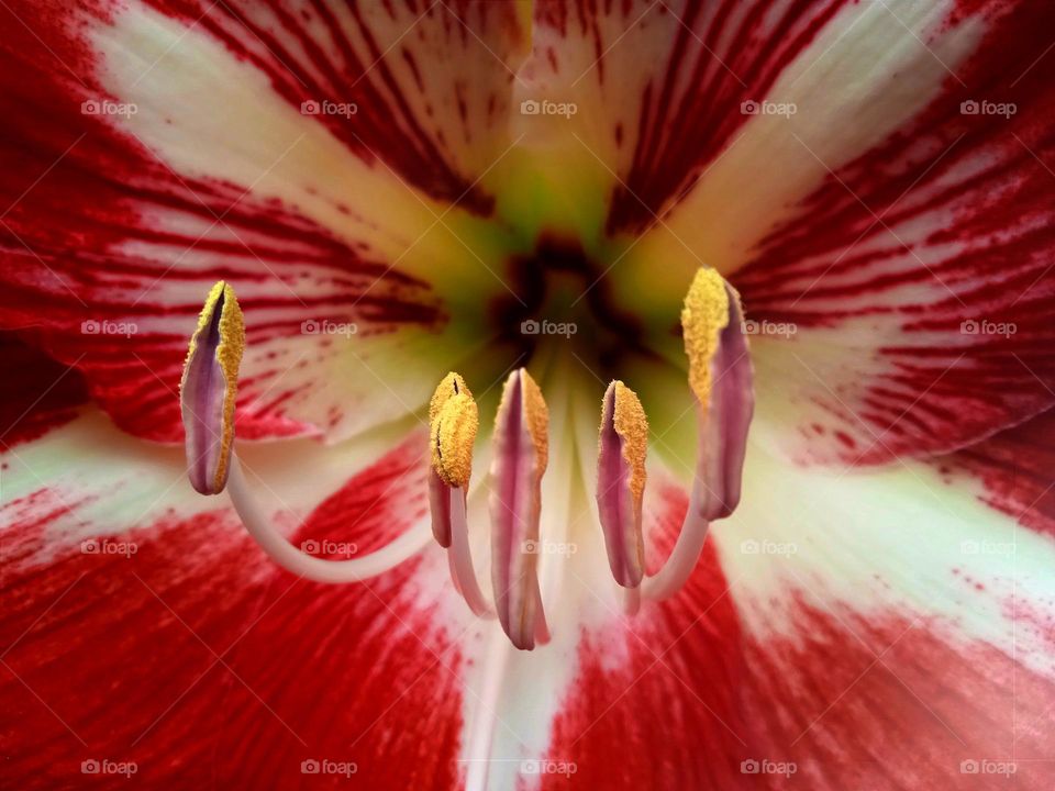 The pistil of the flower.